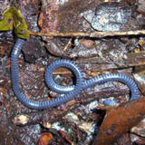 Order Caecilians 296 million BC