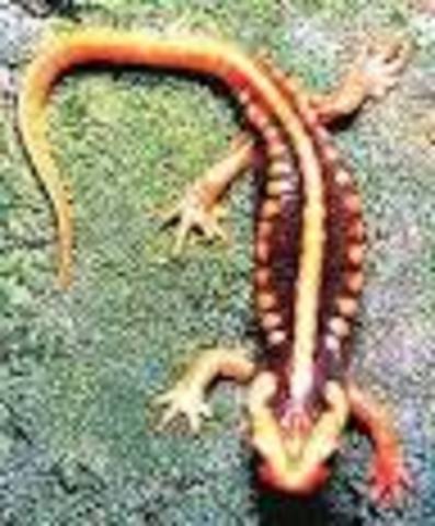 Order Urodela 250 MillionBC