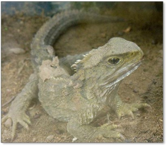 Order sphenodontia 225 Million Bc