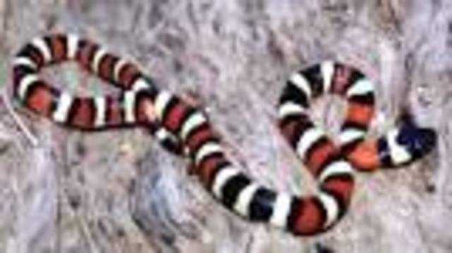 Order squamata 160 Million BC