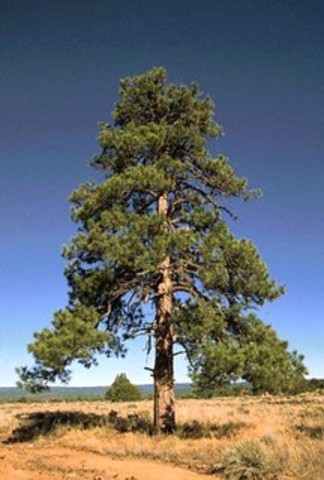 Deadly Crossing: The Bitterroots