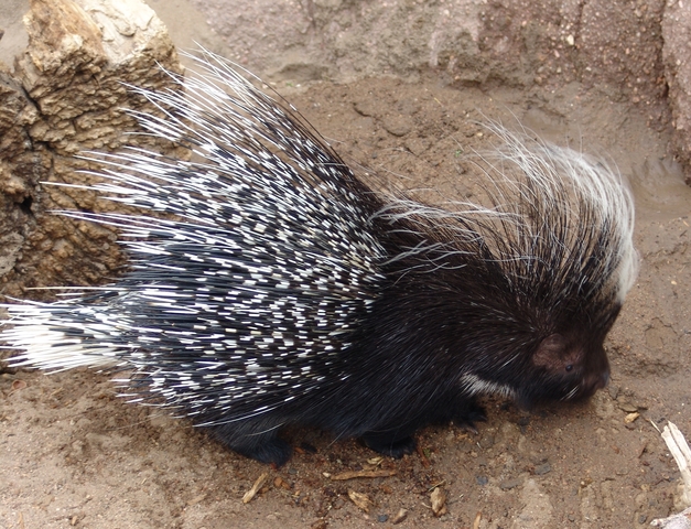 The Porcupine