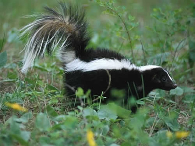 The Skunk