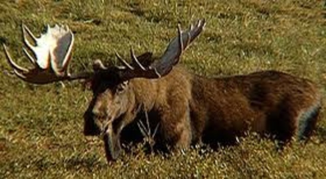 6.The moose