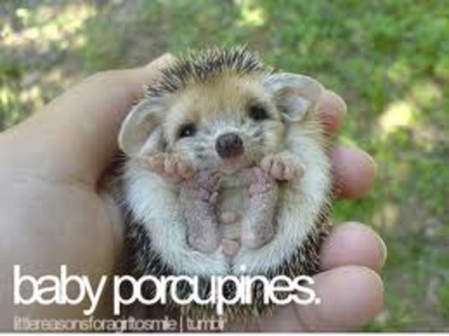 4.The porcupine