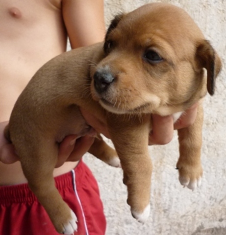 Mi mascota "Calcetines"