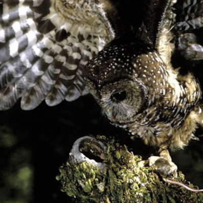 Timeline: Northern Spotted Owl