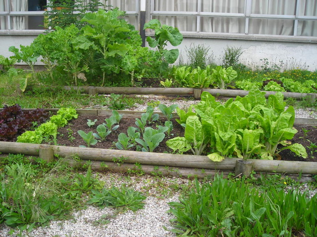 Cultivo hortalizas con mi abuela
