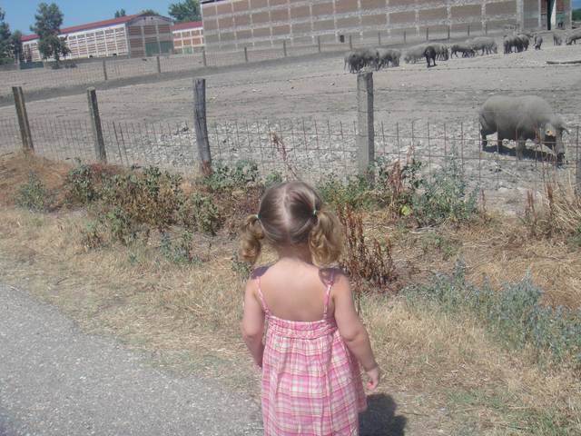 Voy por primera vez a Moraleja y veo cerdos, gallinas, vacas, ovejas...