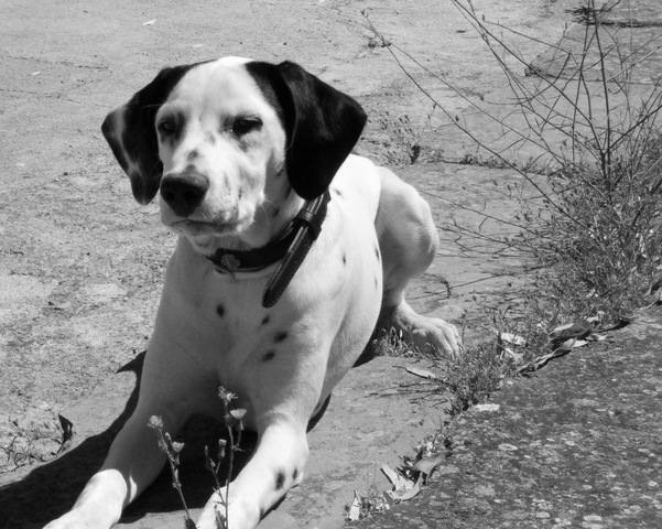 CUMPLEAÑOS DE DYLAN