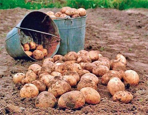До Європи завезли картоплю