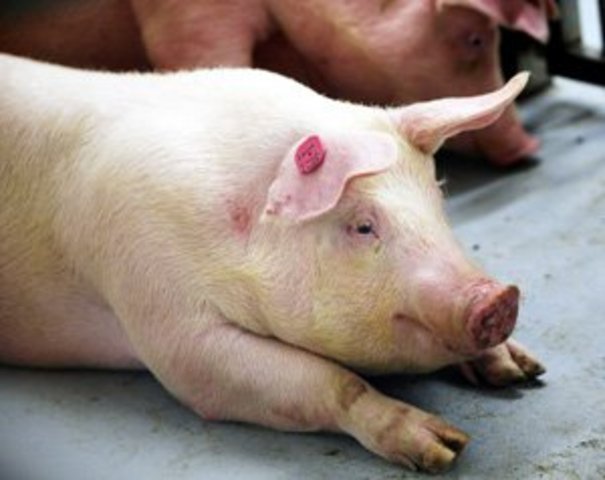 Заборонили торгівлю м'ясом