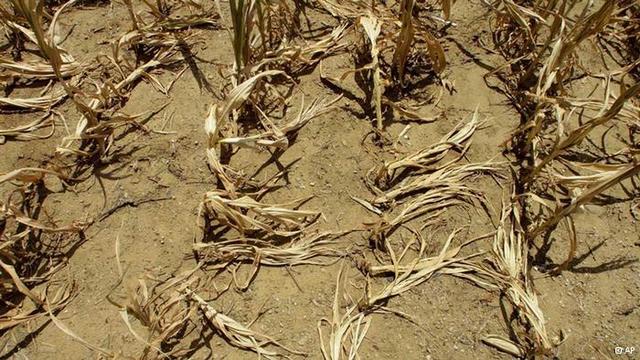 Crop failures causes GermanImmigration