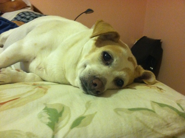 El perro de mi hermana, Brandy