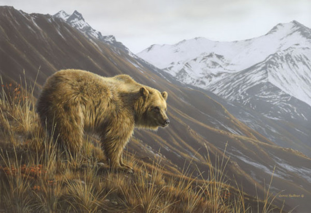 Into Grizzly Country