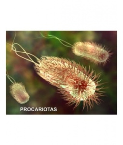 Procariotas
