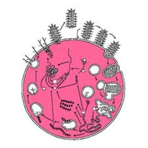 PASTEUR descobreix la vacuna contra la ràbia