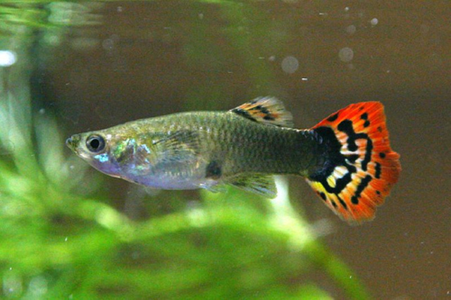 Bought first pet fishes