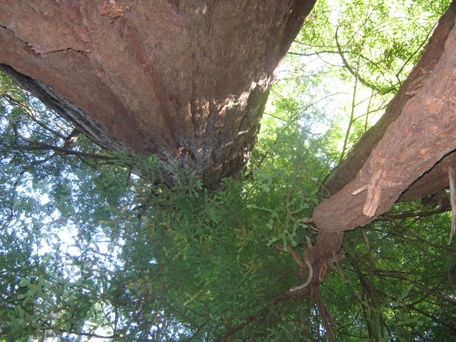 Hiking in Muir Woods and Baker's Beach