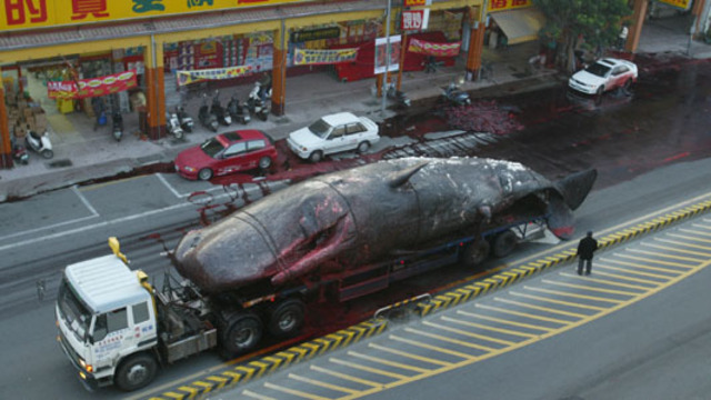 Whale exploded in town of Taiwan