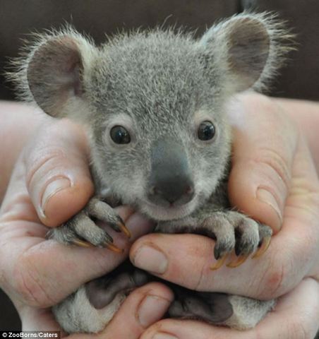 when I touched a koala