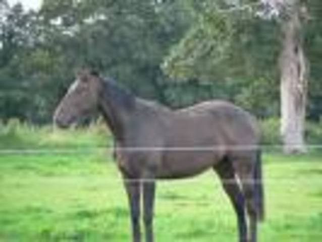 farm and nonfarm horses