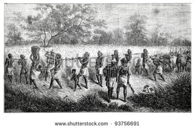 The first large group of slaves (300) arrive in Cuba to work in a gold mine named Jaugua.
