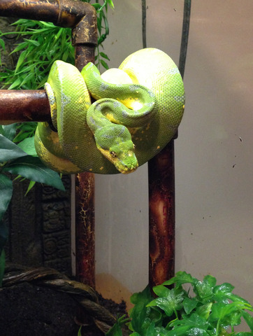 Green Tree Python