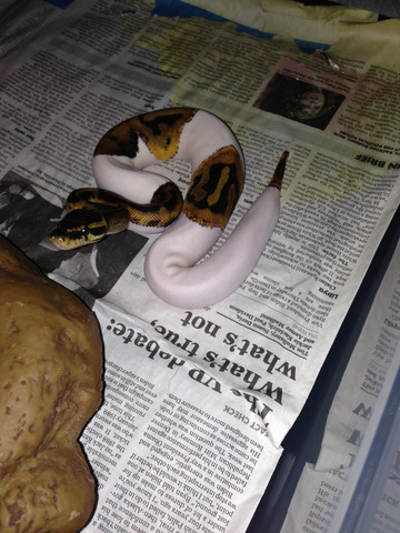 Pied Ball Python