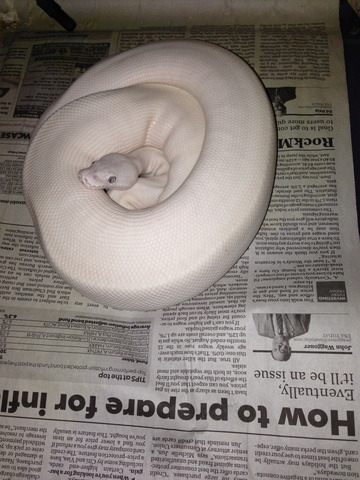 Leucistic Ball Python