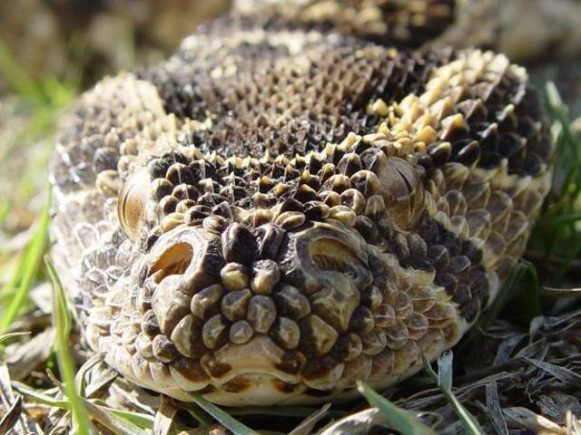 Ptolemy Auletes Life Is In Danger