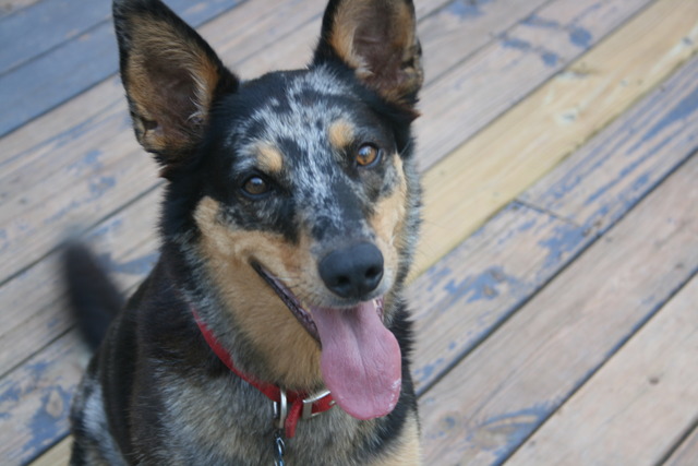 Got over my fear of Dogs