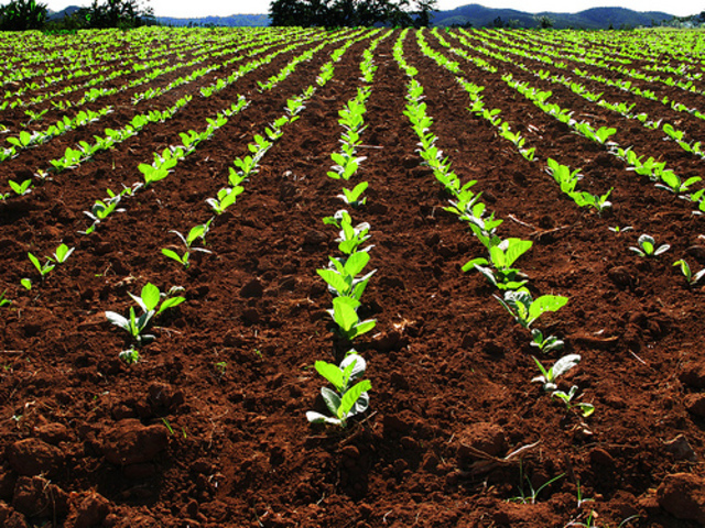 Columbus finds tobacoo