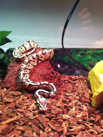 Super Pastel Ball Python