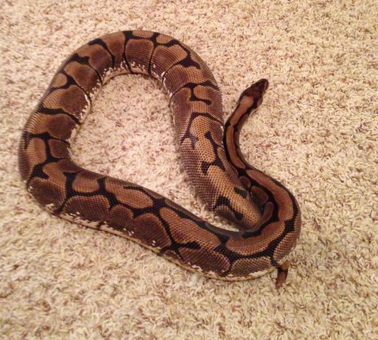 Spider Ball Python