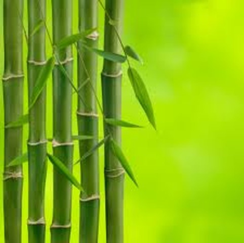 Exploding Bamboo
