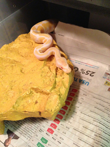 Albino Ball Python
