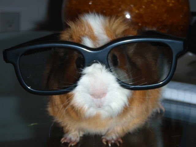 A "tail" of 2 cute guinea pigs