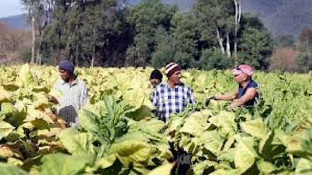 Columbus Notes Tobacco