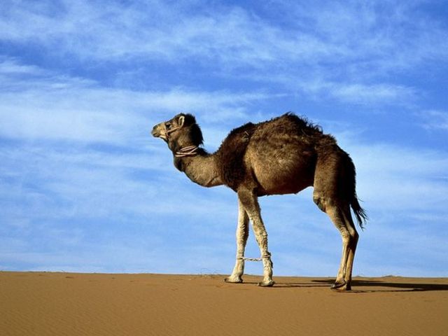 Camels Were First Brought to the Sahara