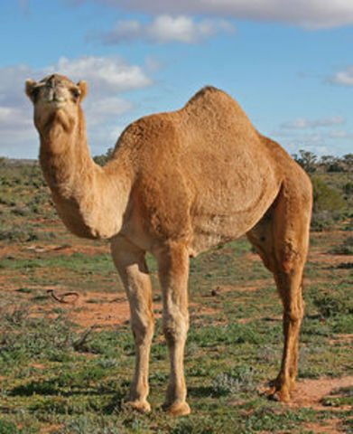 Camels were brought to the Sahara
