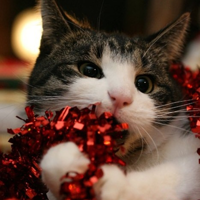 Timeline: I can haz cats?