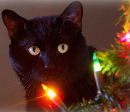 Mint pl. a lámpák!