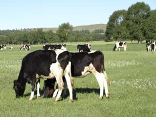 Australia Milk Not Safe