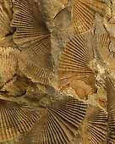 Ordovician