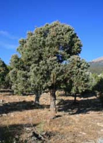 Pinon Trees start to die