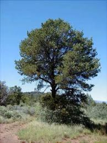 Piñon trees