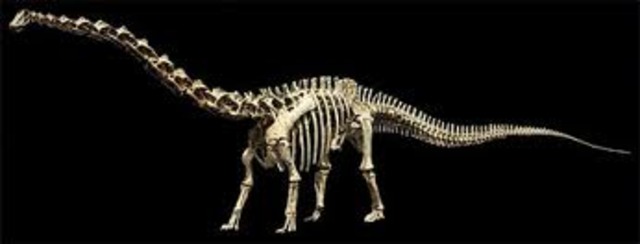 Seismosaurus Is Found In NM