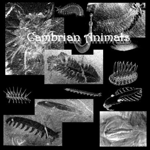 December 19th Cambrian Period