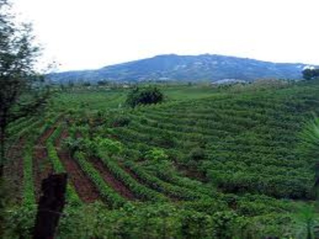 travel to Sarapique to cofee plantation